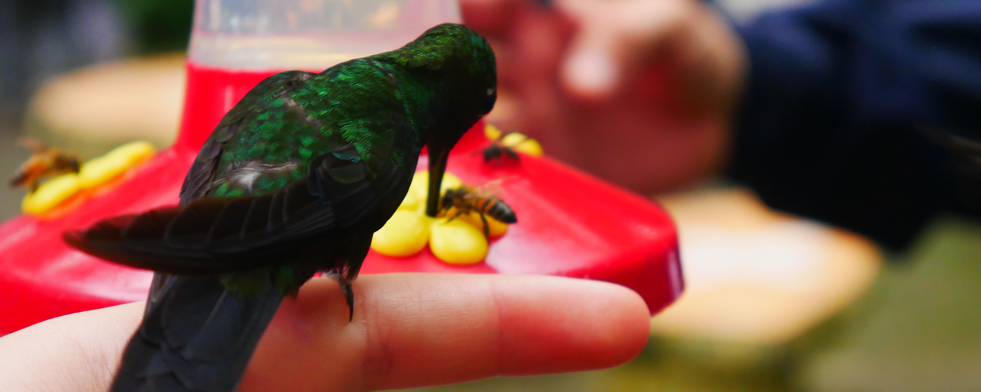 Costa Rica – Eine Geschichte von Kolibris und Platanitos