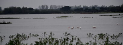 Biodiversity meets music in Sevilla, Spain