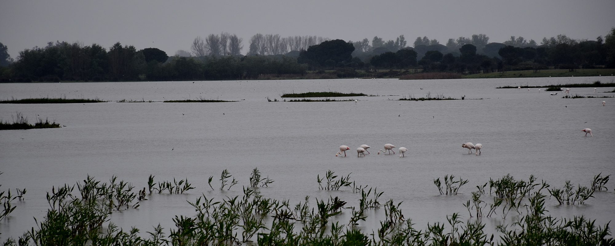 Biodiversity meets music in Sevilla, Spain