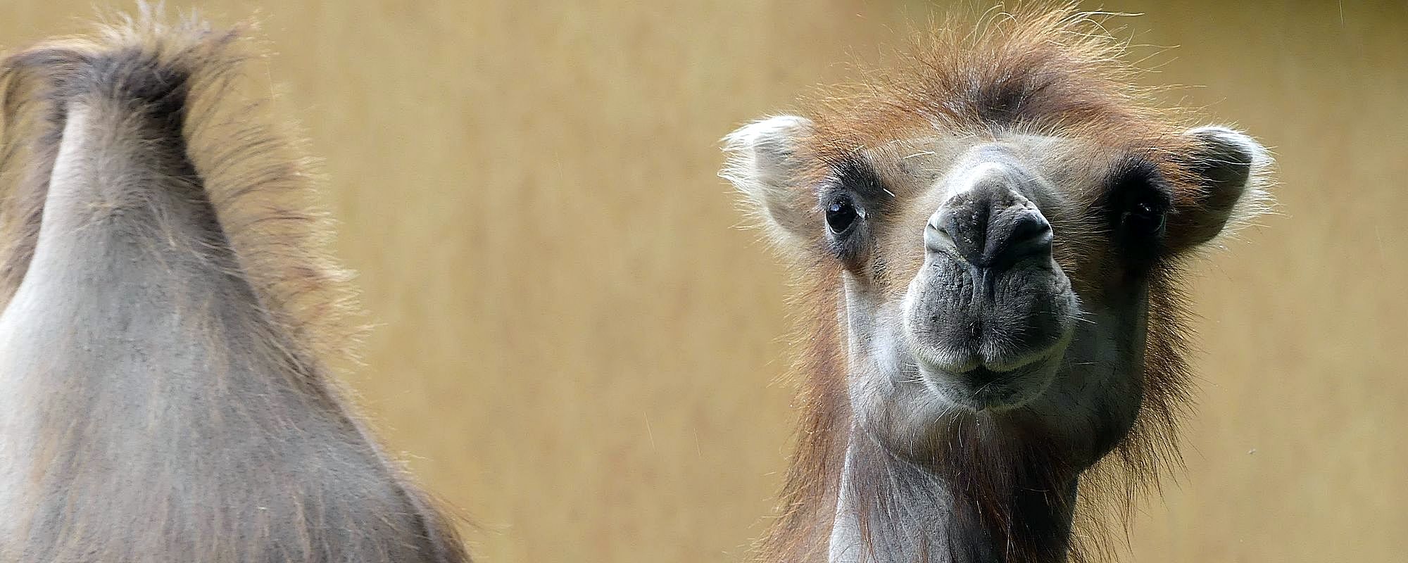 Ein nasser, aber lustiger Tag im Aachener Tierpark – die Foto-AG auf Safari