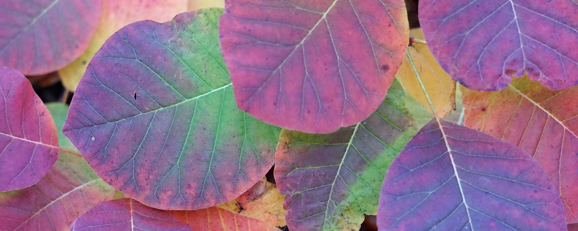 Schöne und erholsame Herbstferien!