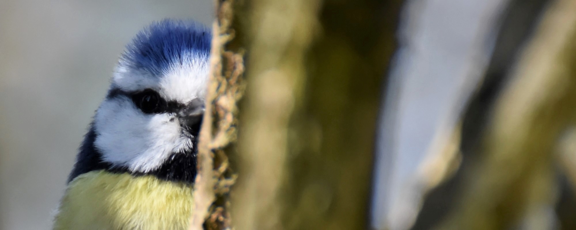 Such mich doch – Stunde der Wintervögel
